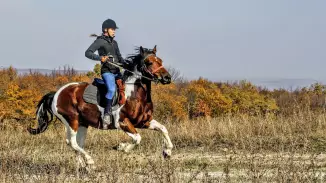 Tereplovaglás haladóknak szabadságra vágyóknak a Bakonyban kosár