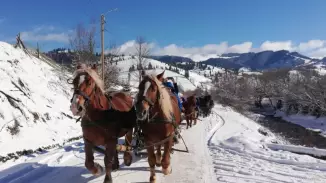 Paták kopogása a hóban – Lovasszánozás Gyimesben és a Csíki-Havasokban kosár