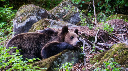 Medveles a Hargita lábánál - Testközelből a Kárpátok királya! 3