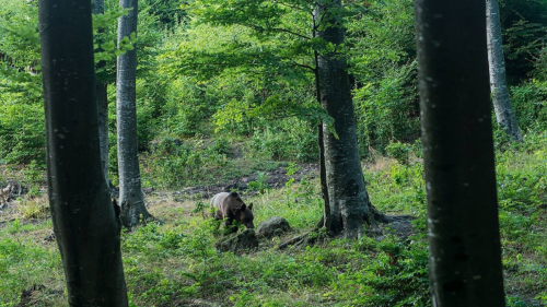 Medveles a Hargita lábánál - Testközelből a Kárpátok királya! 7