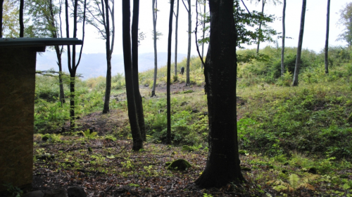 Medveles a Hargita lábánál - Testközelből a Kárpátok királya! 8