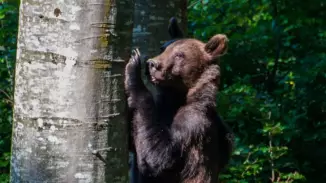 Medveles a Hargita lábánál - Testközelből a Kárpátok királya! kosár