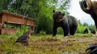 Medveles Tusnádfürdőn - Kihagyhatatlan élmény a vadon rajongóinak! kosár