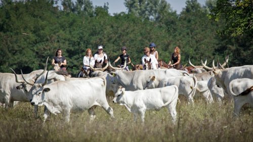 Attila túra - 1 hetes túralovaglás Akhal Teke lovakon Ópusztaszeren 7