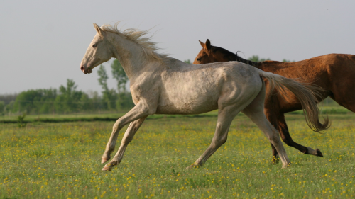 Emese túra - 1 napos túralovaglás Akhal Teke lovakon Ópusztaszeren 2