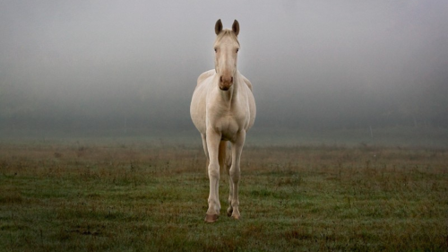 Emese túra - 1 napos túralovaglás Akhal Teke lovakon Ópusztaszeren 14