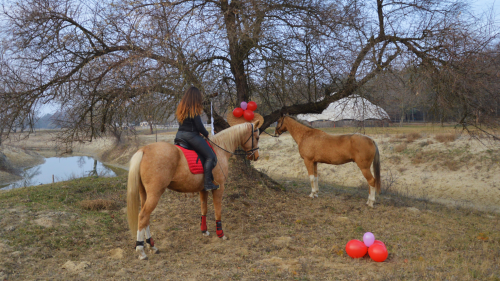 Lovas fotózás Akhal Teke lovakkal – Egy életre szóló emlék Ópusztaszeren! 3