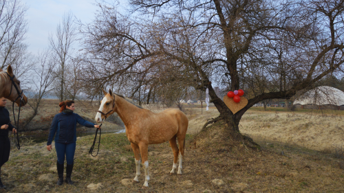 Lovas fotózás Akhal Teke lovakkal – Egy életre szóló emlék Ópusztaszeren! 5