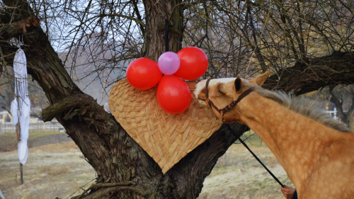 Lovas fotózás Akhal Teke lovakkal – Egy életre szóló emlék Ópusztaszeren! 6