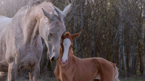 Lovas fotózás Akhal Teke lovakkal – Egy életre szóló emlék Ópusztaszeren! 7