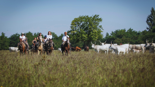 Attila túra - 1 hetes túralovaglás Akhal Teke lovakon Ópusztaszeren 1