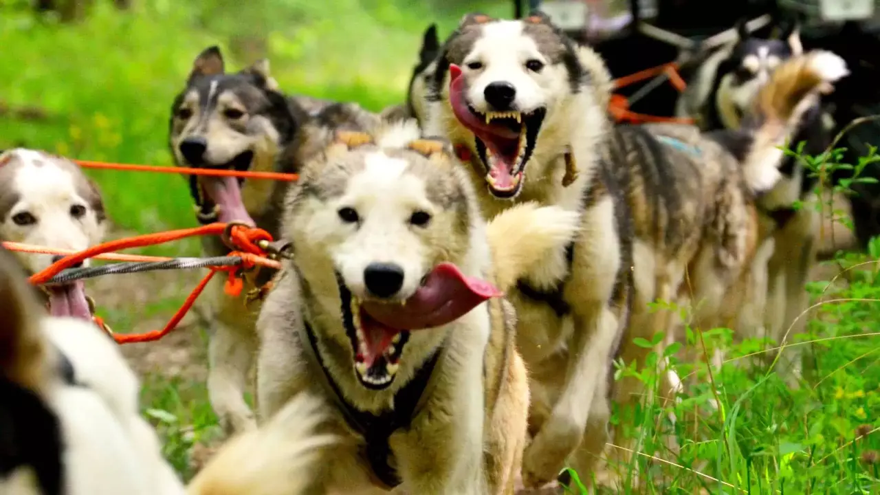 Családi husky kutyafogat túra fő kép