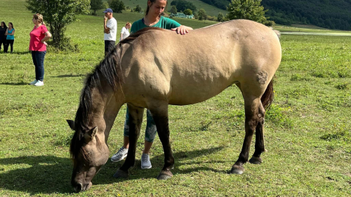 Suttogó erő - A LOVAK ÉS A TE UTAD Hollókőn 5